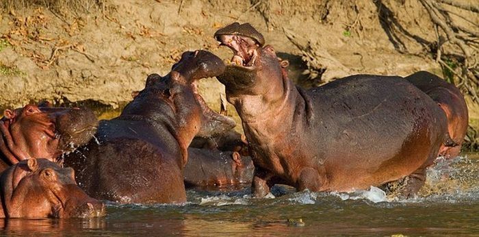 Crocodile takes a hippo ride, Luwego River near Lukula, Tanzania