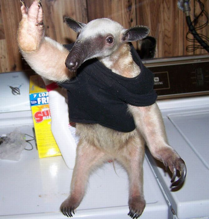 anteater pet