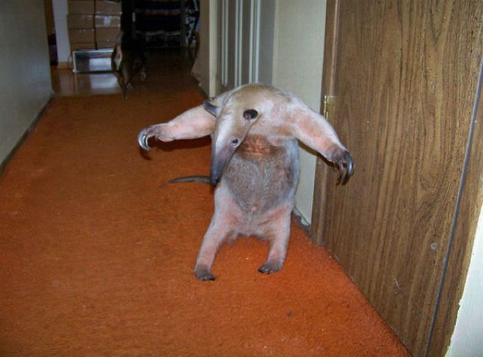 anteater pet