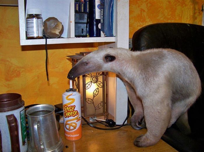 anteater pet