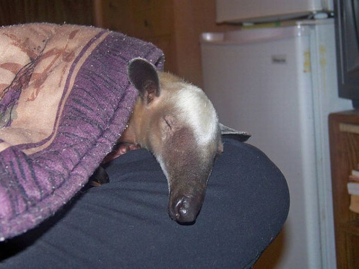 anteater pet