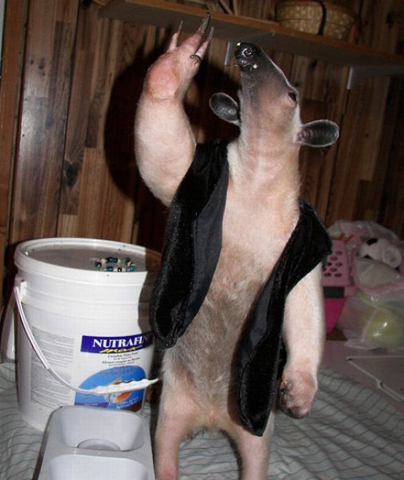 anteater pet