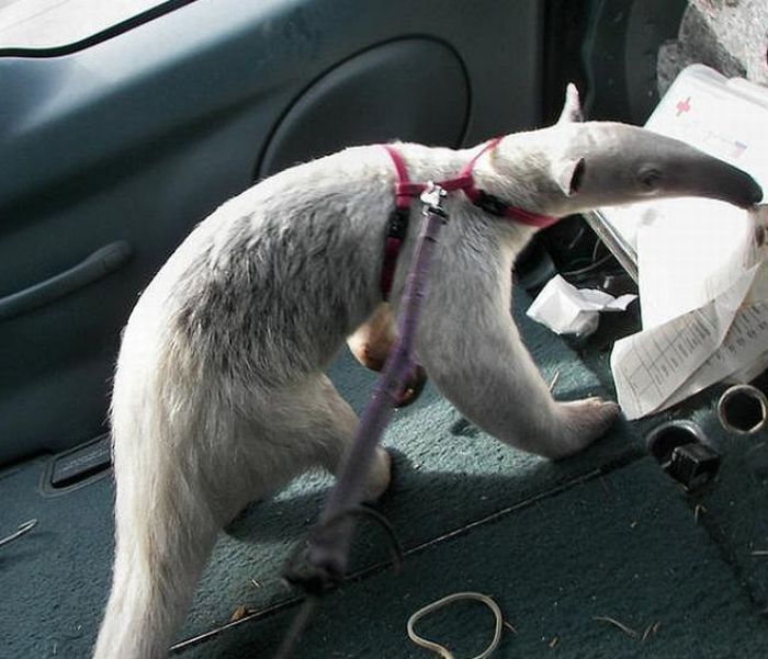 anteater pet