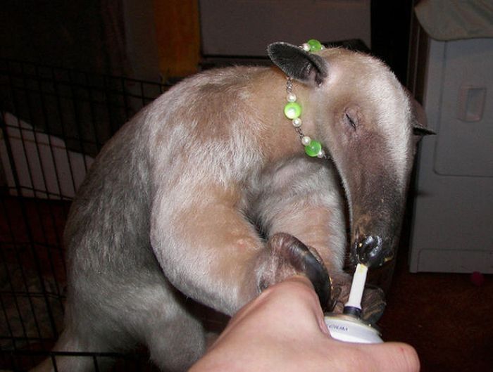 anteater pet