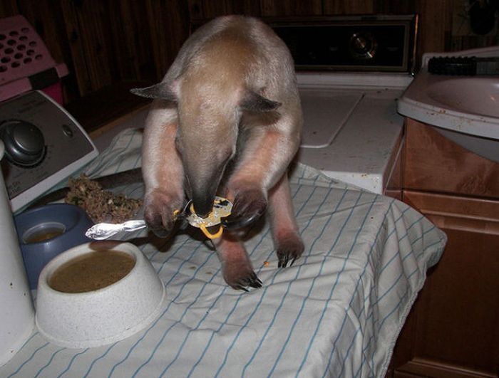 anteater pet