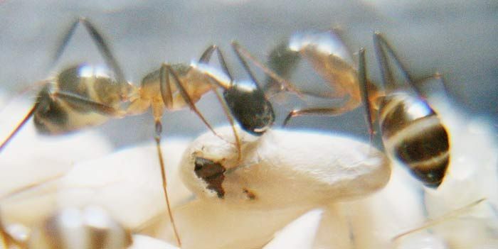 ant birth