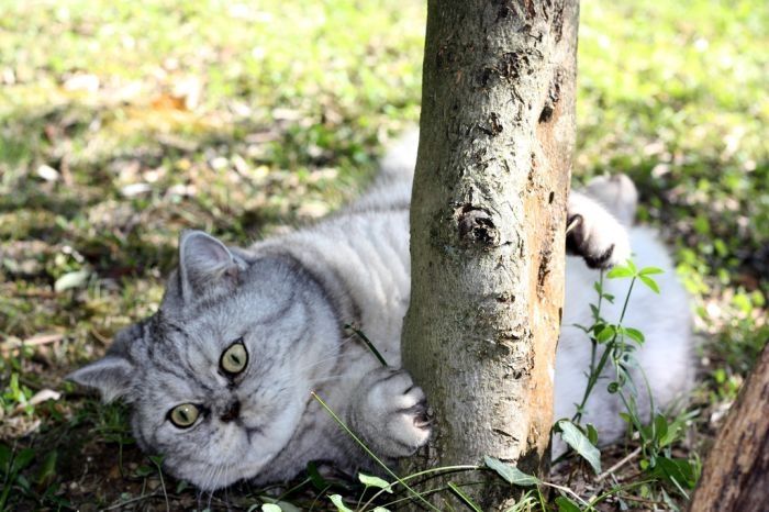 Fat cat Giuly by Chiara Bagnoli