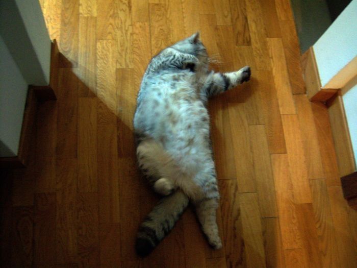 Fat cat Giuly by Chiara Bagnoli
