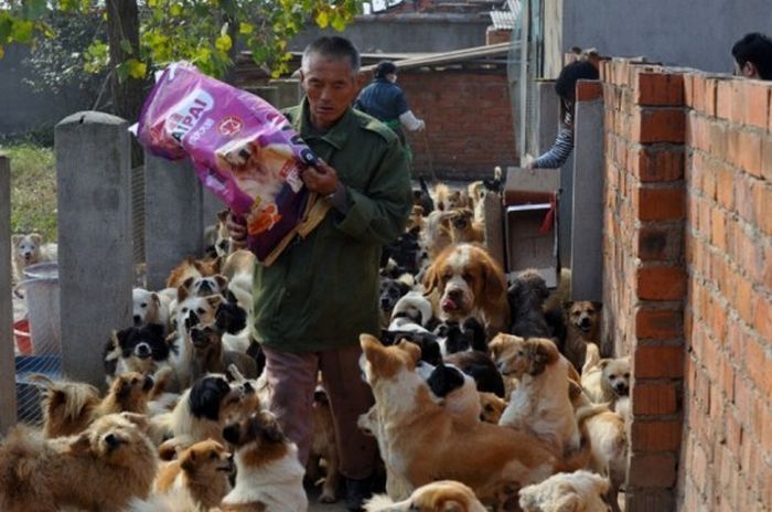 Ha Wenjin, animal shelter for 1,500 dogs and 200 cats