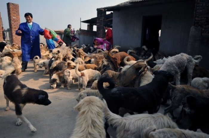 Ha Wenjin, animal shelter for 1,500 dogs and 200 cats