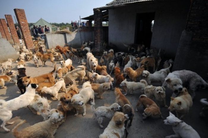 Ha Wenjin, animal shelter for 1,500 dogs and 200 cats