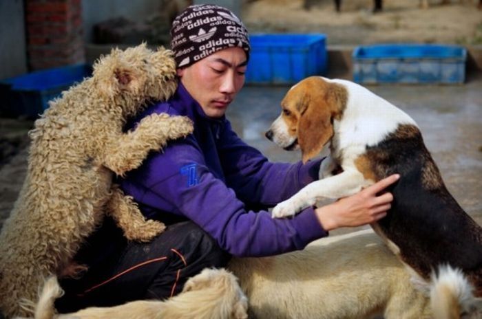 Ha Wenjin, animal shelter for 1,500 dogs and 200 cats