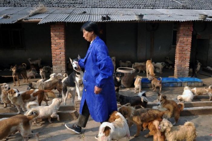 Ha Wenjin, animal shelter for 1,500 dogs and 200 cats