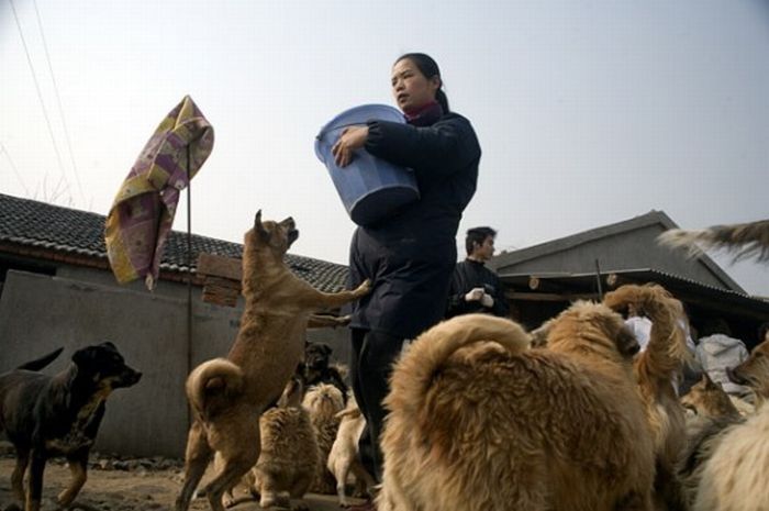 Ha Wenjin, animal shelter for 1,500 dogs and 200 cats