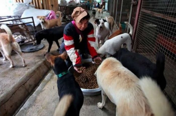 Ha Wenjin, animal shelter for 1,500 dogs and 200 cats