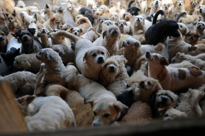 Ha Wenjin, animal shelter for 1,500 dogs and 200 cats