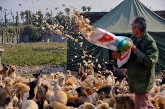 Ha Wenjin, animal shelter for 1,500 dogs and 200 cats