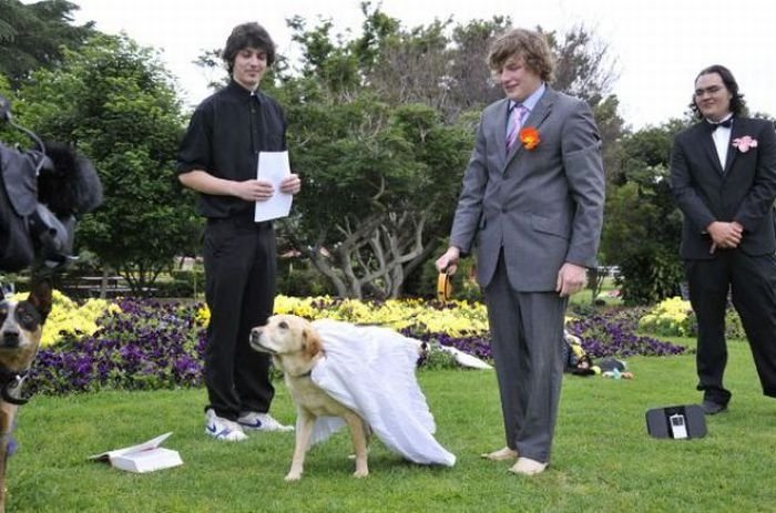 Man married his dog, South East Queensland, Australia