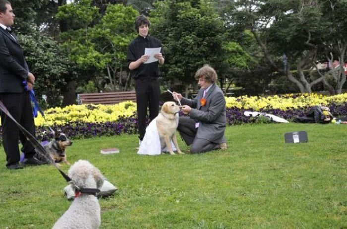 Man married his dog, South East Queensland, Australia