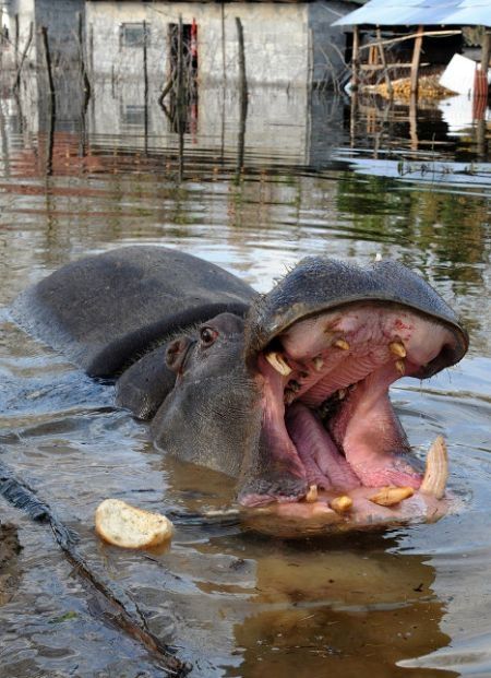 Nikica hippo escape, Montenegro