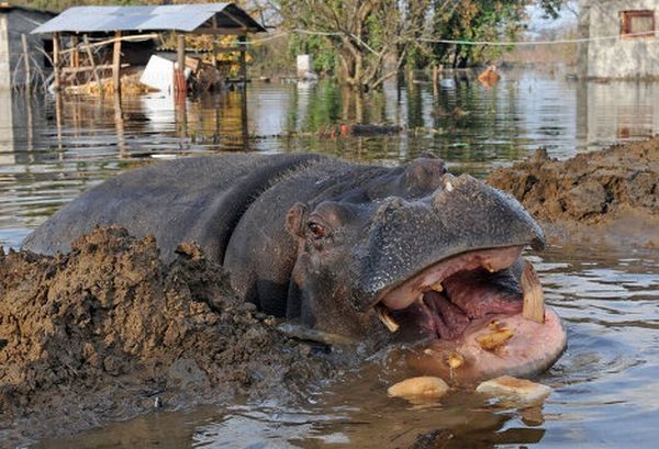 Nikica hippo escape, Montenegro