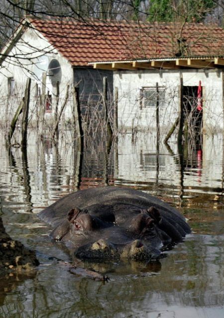 Nikica hippo escape, Montenegro
