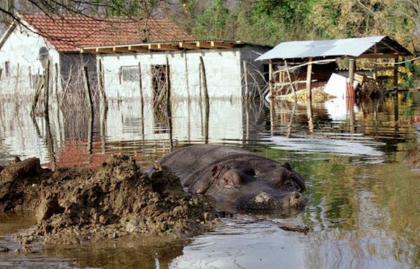 Nikica hippo escape, Montenegro