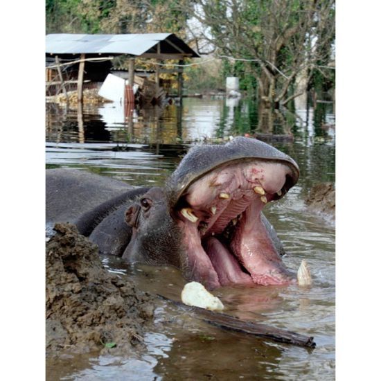 Nikica hippo escape, Montenegro