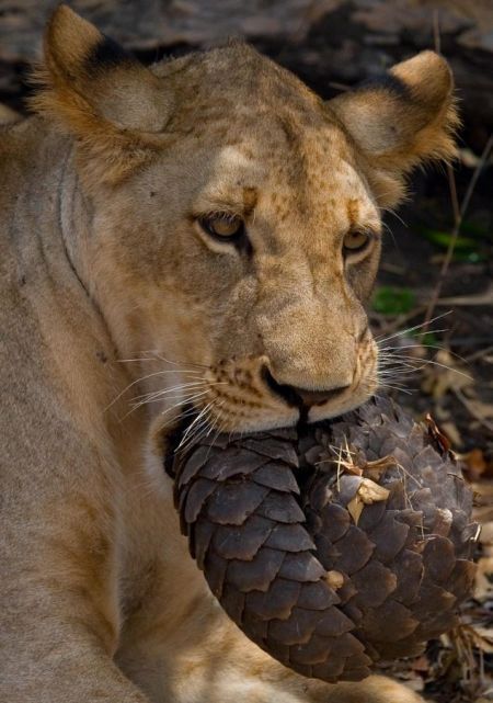 Lion tries to eat a pangolin, Tanzania