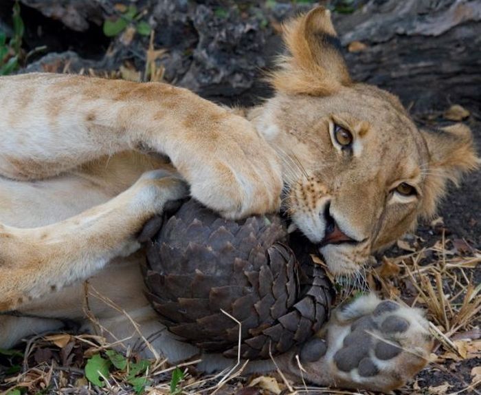 Lion tries to eat a pangolin, Tanzania