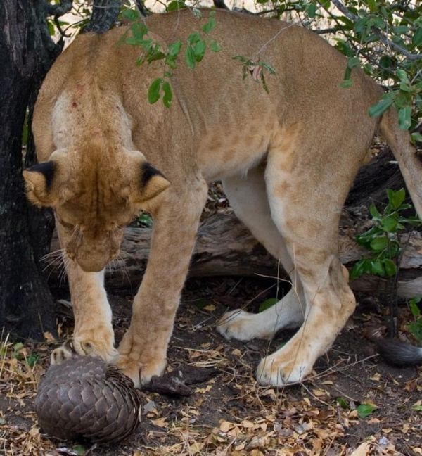 Lion tries to eat a pangolin, Tanzania