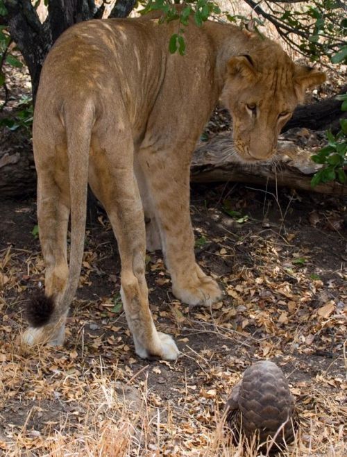Lion tries to eat a pangolin, Tanzania