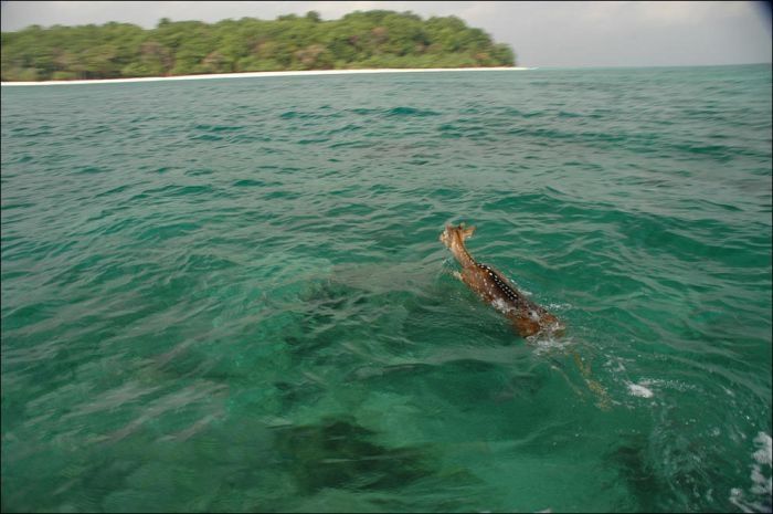 Saving a deer, Havelock Island