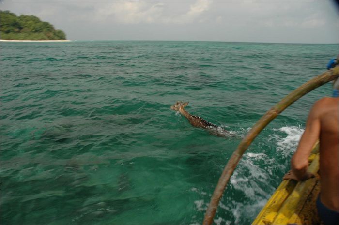 Saving a deer, Havelock Island