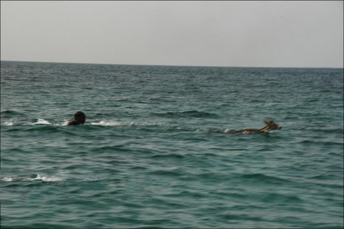 Saving a deer, Havelock Island