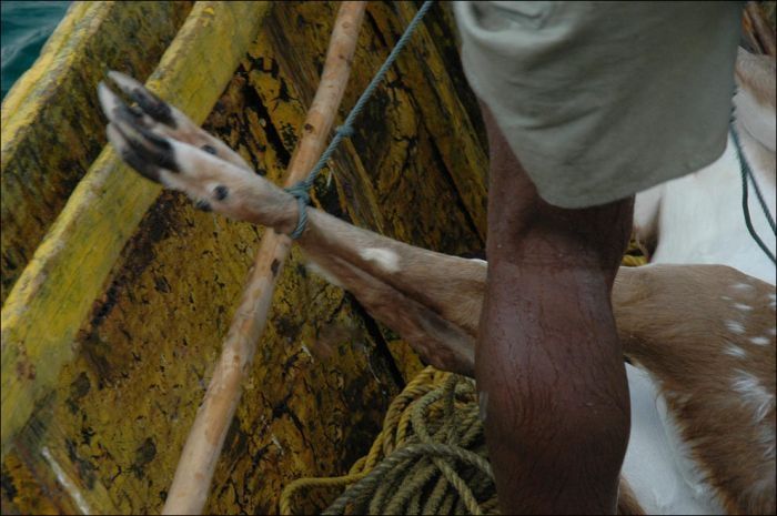 Saving a deer, Havelock Island