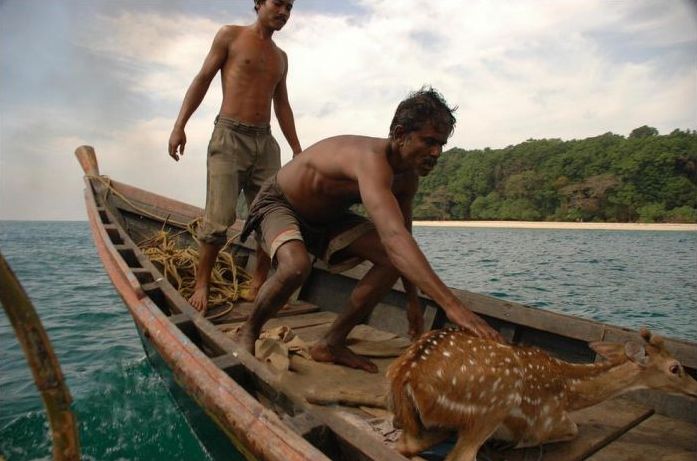 Saving a deer, Havelock Island