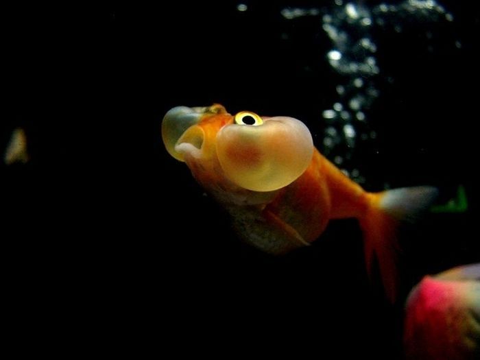 bubble eye goldfish