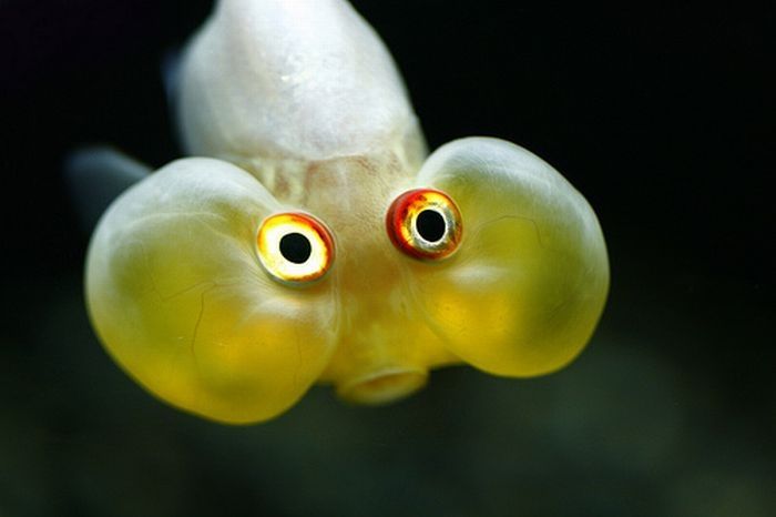 bubble eye goldfish