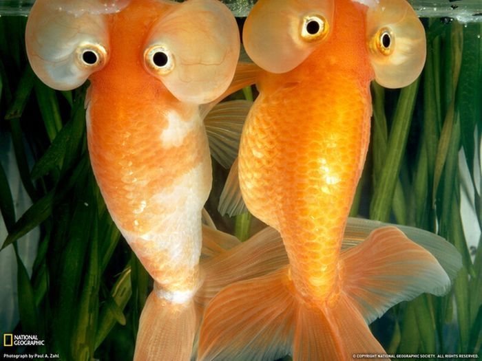 bubble eye goldfish