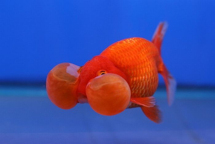 bubble eye goldfish