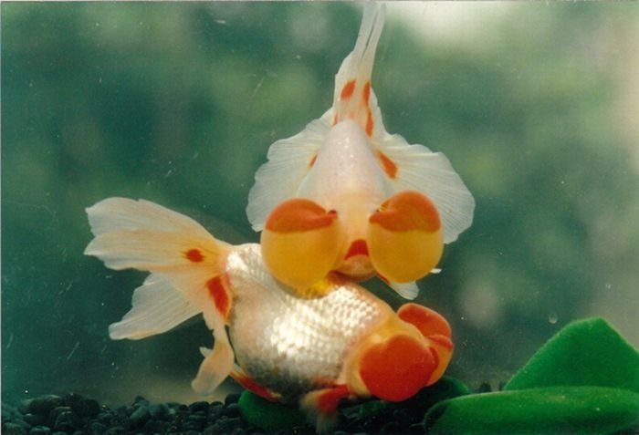 bubble eye goldfish