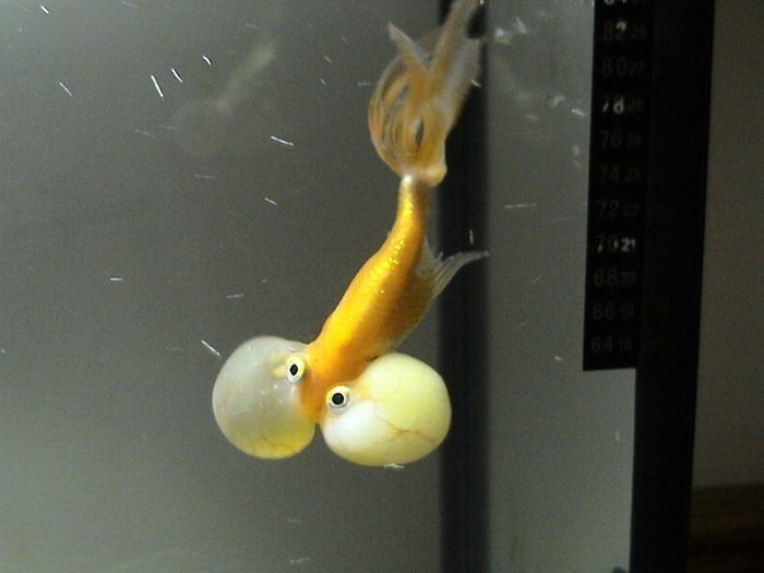 bubble eye goldfish