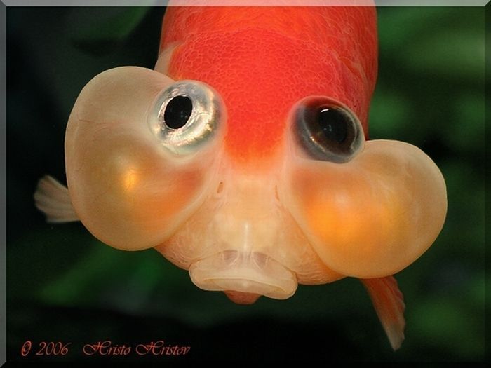 bubble eye goldfish