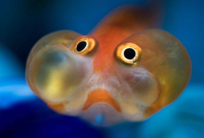 bubble eye goldfish