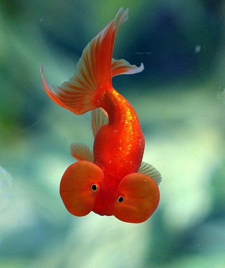 bubble eye goldfish