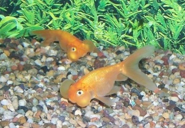 bubble eye goldfish