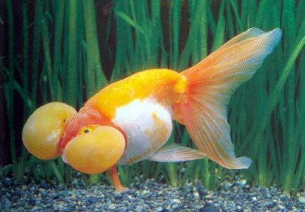 bubble eye goldfish