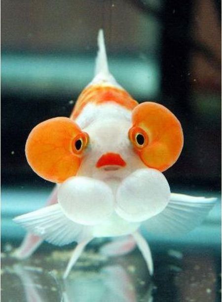 bubble eye goldfish