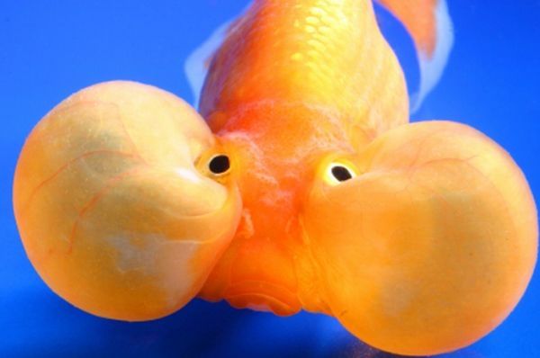 bubble eye goldfish